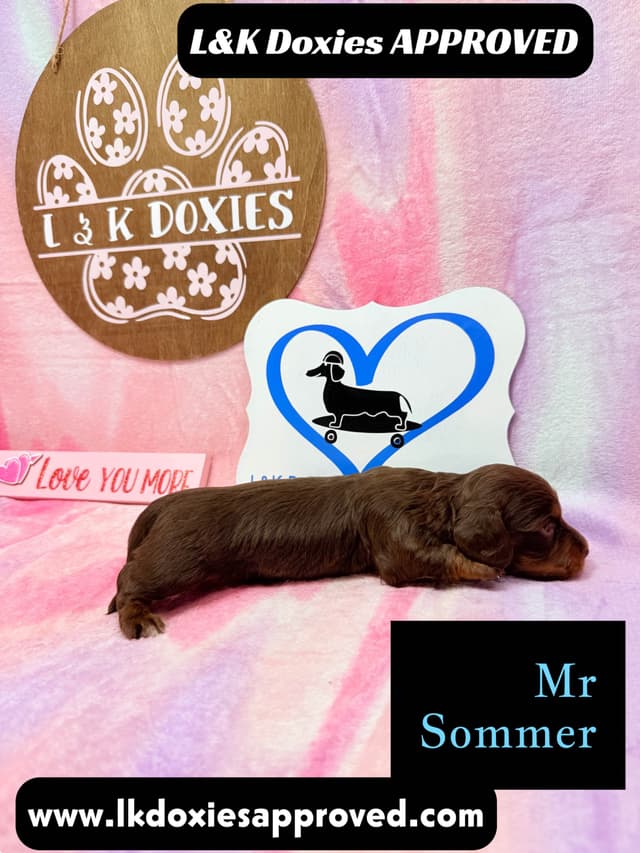 Mini Dachshund Puppies 785-821-192 media 9