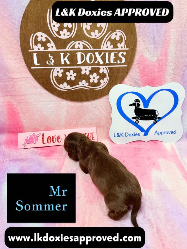 Mini Dachshund Puppies 785-821-192 media 10
