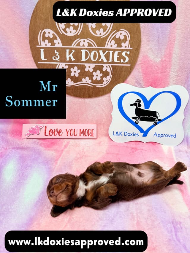 Mini Dachshund Puppies 785-821-192 media 11