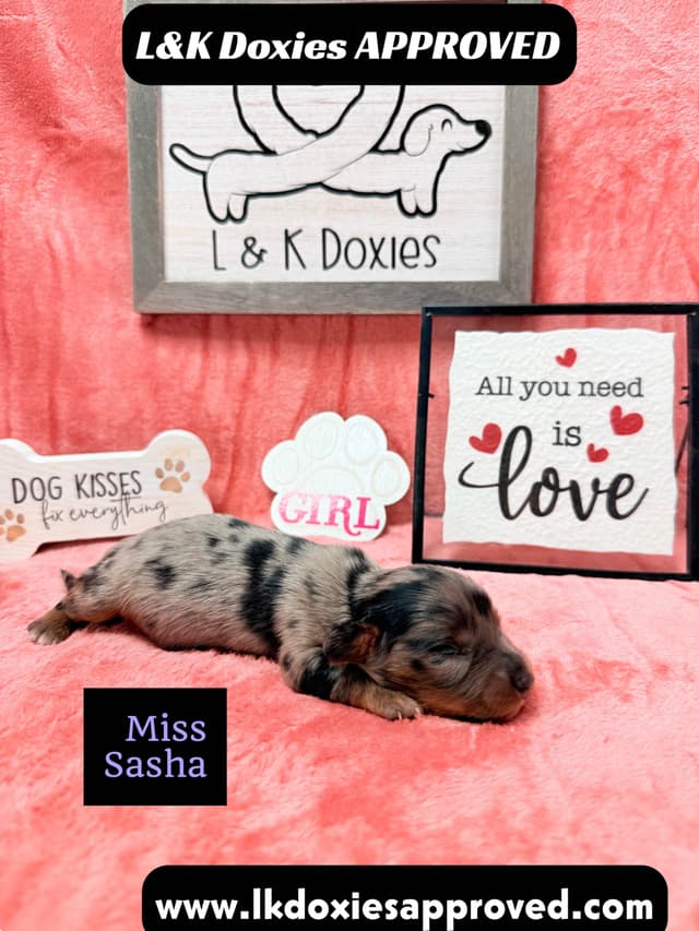 Mini Dachshund Puppies 785-821-1920 media 3