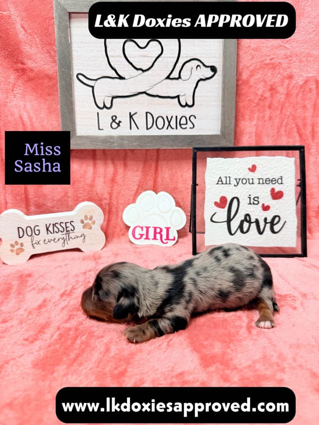 Mini Dachshund Puppies 785-821-1920 media 4