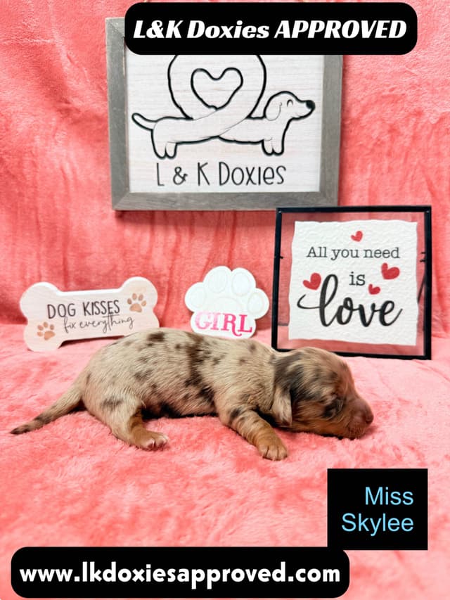 Mini Dachshund Puppies 785-821-1920 media 5