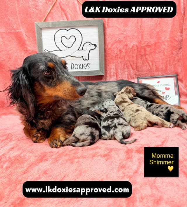 Mini Dachshund Puppies 785-821-1920 media 6