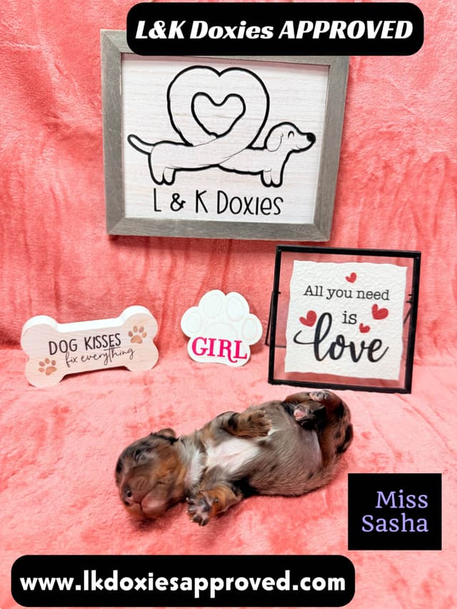 Mini Dachshund Puppies 785-821-1920 media 7