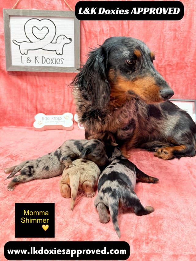 Mini Dachshund Puppies 785-821-1920 media 8