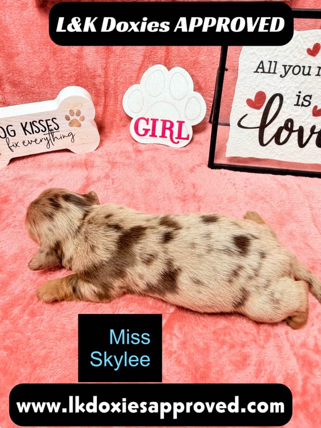 Mini Dachshund Puppies 785-821-1920 media 9
