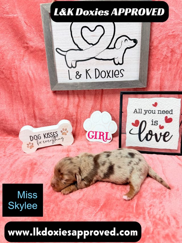 Mini Dachshund Puppies 785-821-1920 media 10