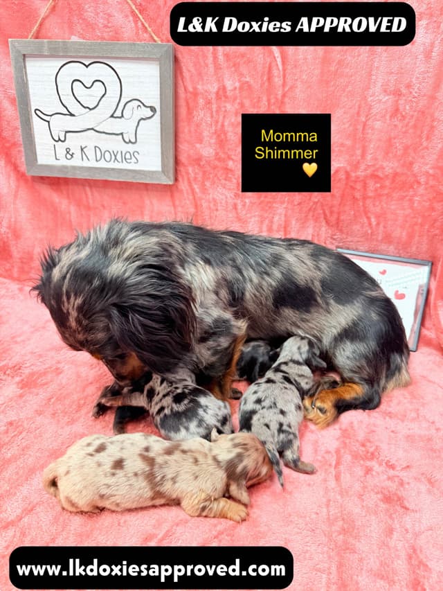 Mini Dachshund Puppies 785-821-1920 media 13