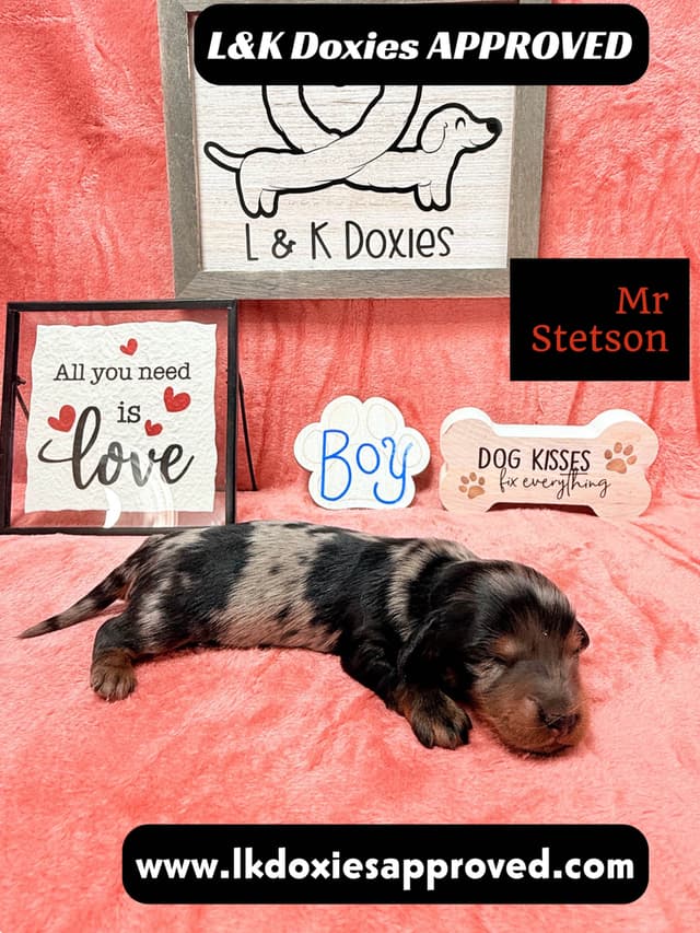 Mini Dachshund Puppies 785-821-1920 media 11