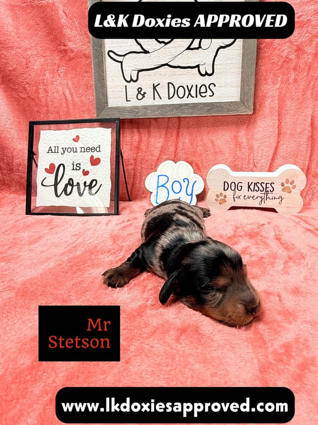 Mini Dachshund Puppies 785-821-1920 media 12
