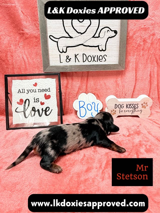 Mini Dachshund Puppies 785-821-1920 media 14