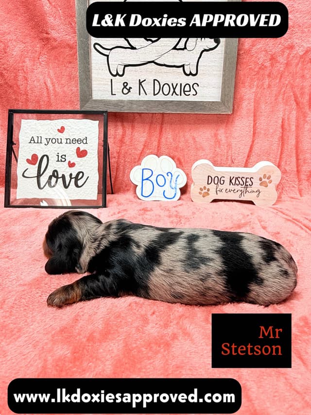 Mini Dachshund Puppies 785-821-1920 media 15