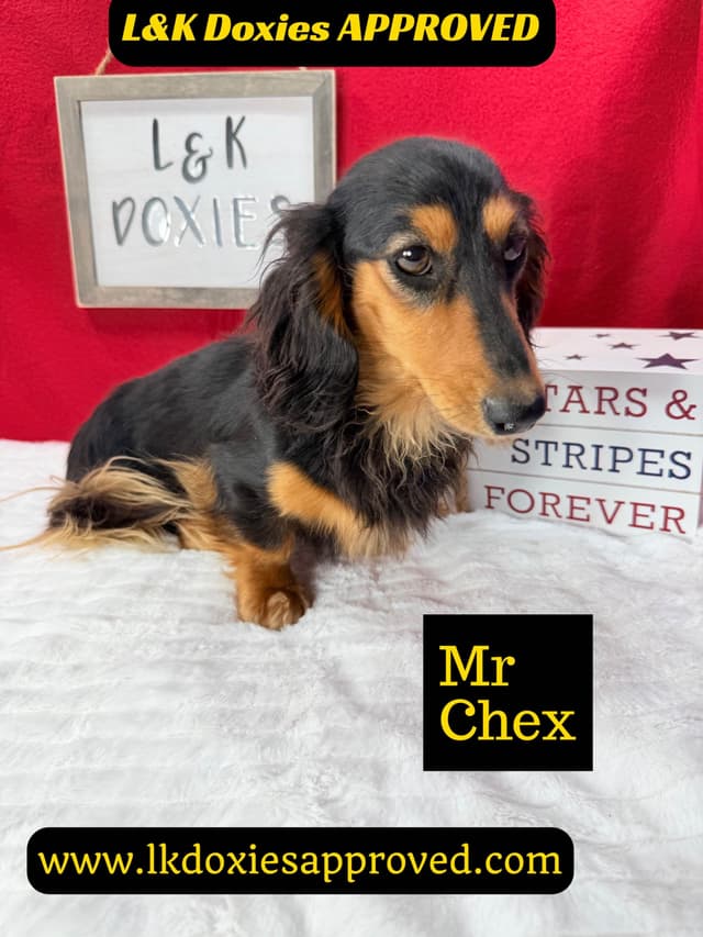 Mini Dachshund Puppies 785-821-1920 media 4