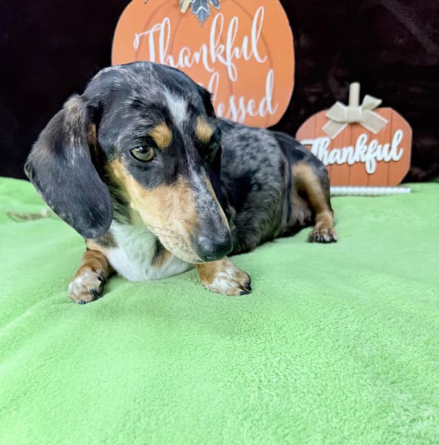 Mini Dachshund Puppies 785-821-1920 media 12