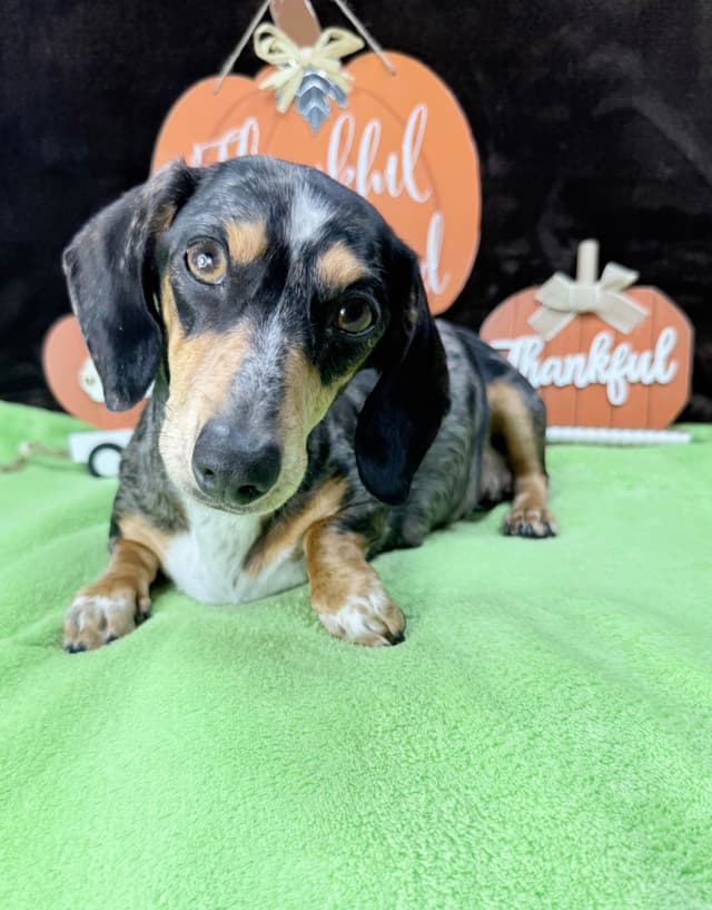 Mini Dachshund Puppies 785-821-1920 media 10