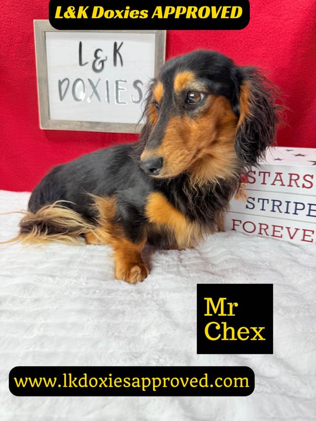 Mini Dachshund Puppies 785-821-1920 media 11