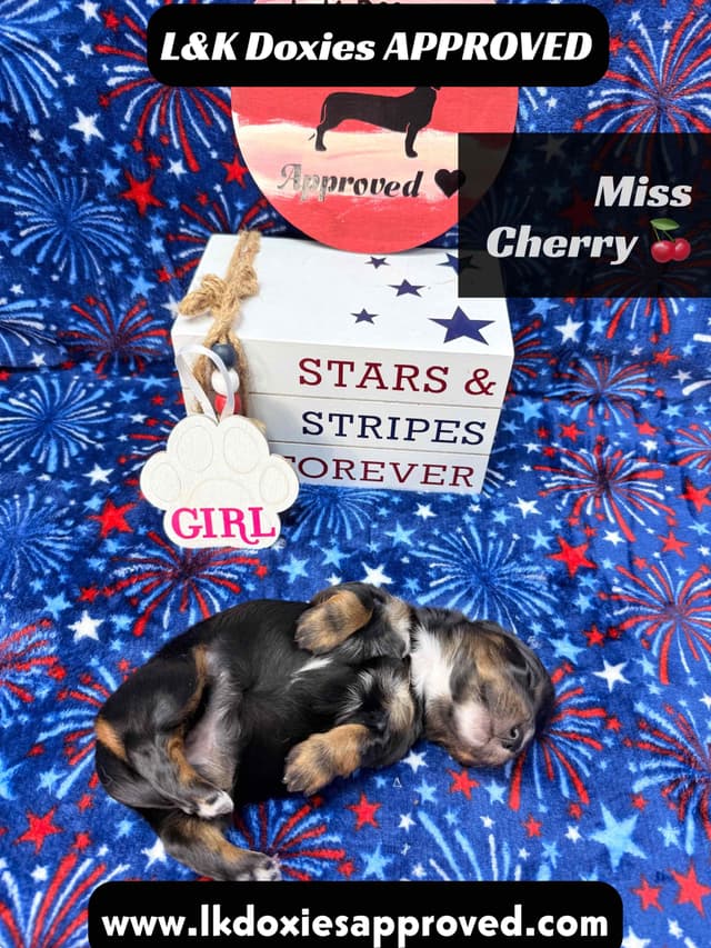 Mini Dachshund Puppies 785-821-1920 media 3