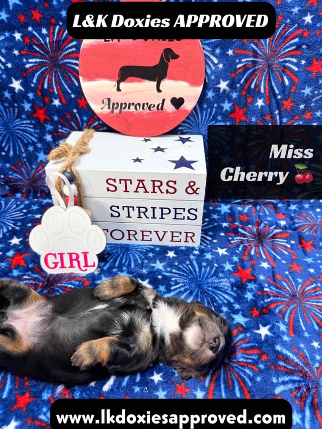 Mini Dachshund Puppies 785-821-1920 media 2