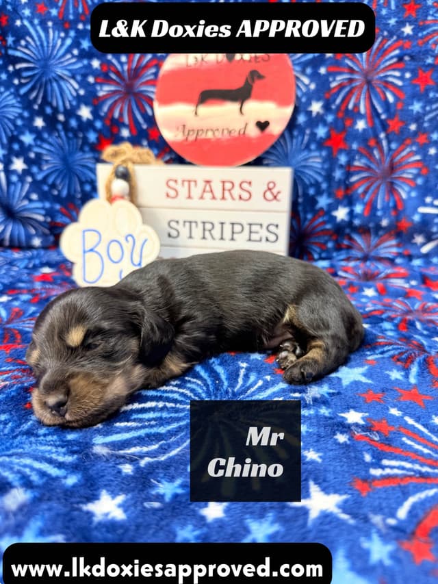 Mini Dachshund Puppies 785-821-1920 media 5
