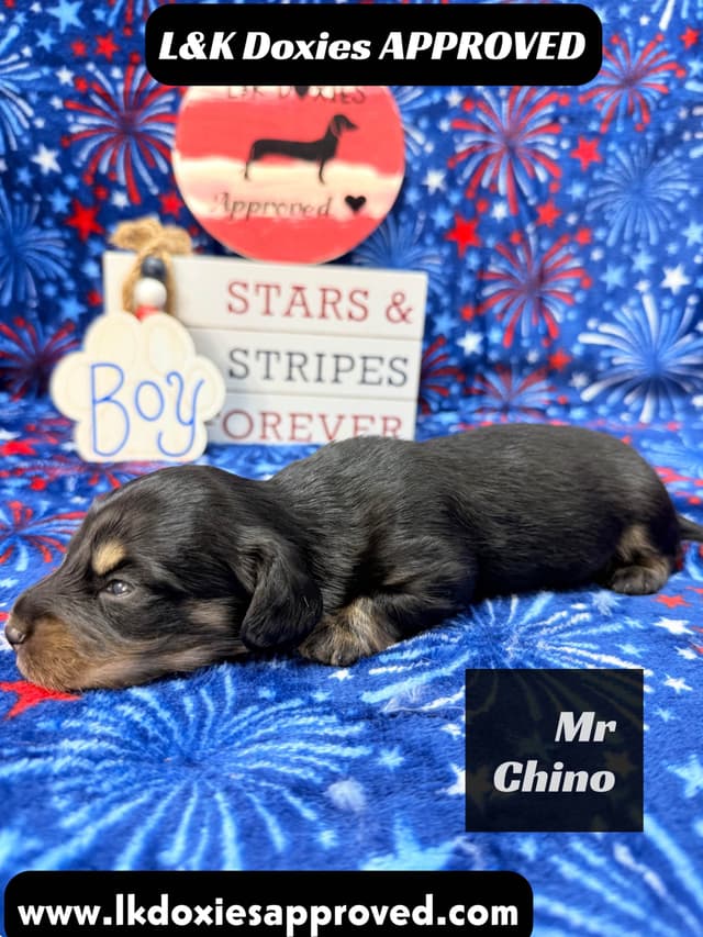 Mini Dachshund Puppies 785-821-1920 media 8