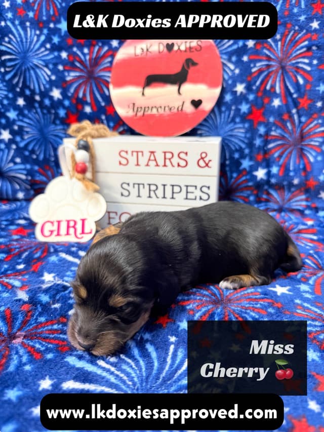 Mini Dachshund Puppies 785-821-1920 media 6