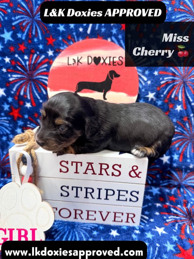 Mini Dachshund Puppies 785-821-1920 media 9