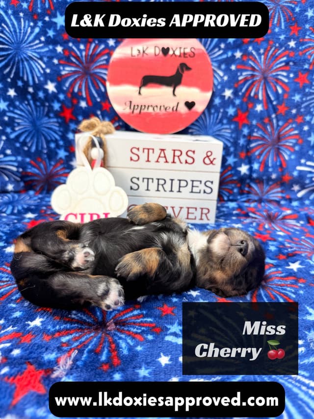 Mini Dachshund Puppies 785-821-1920 media 7