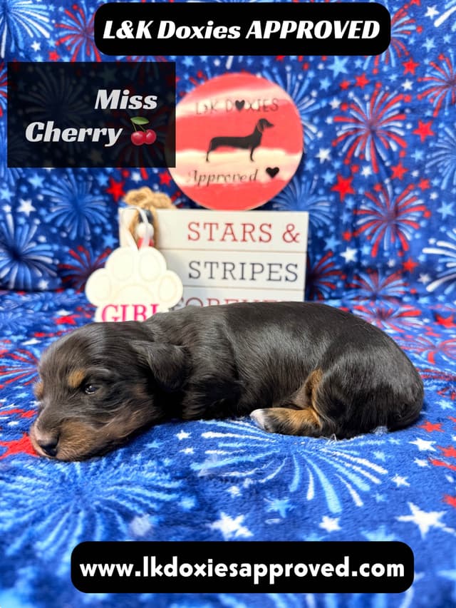 Mini Dachshund Puppies 785-821-1920 media 13
