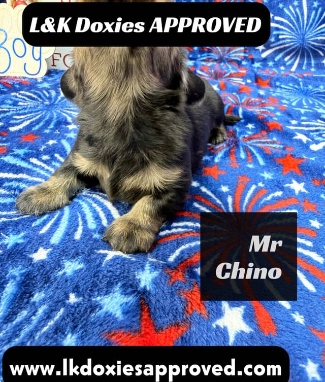 Mini Dachshund Puppies 785-821-1920 media 14