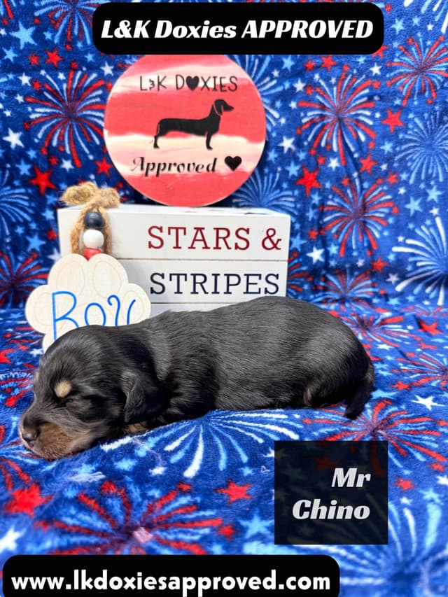 Mini Dachshund Puppies 785-821-1920 media 15