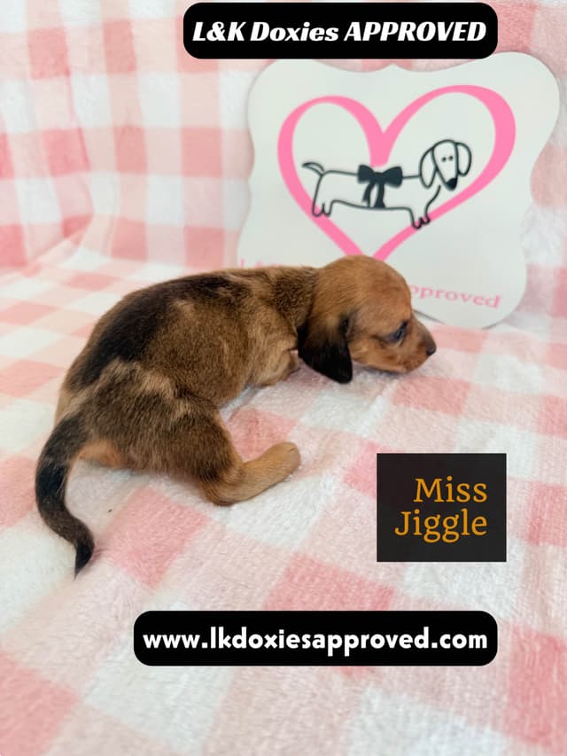 Mini Dachshund Puppies 795-821-1920 media 2