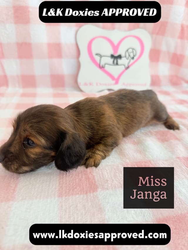 Mini Dachshund Puppies 795-821-1920 media 3