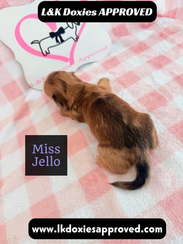 Mini Dachshund Puppies 795-821-1920 media 4