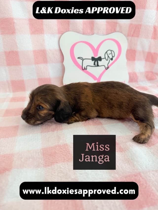 Mini Dachshund Puppies 795-821-1920 media 5