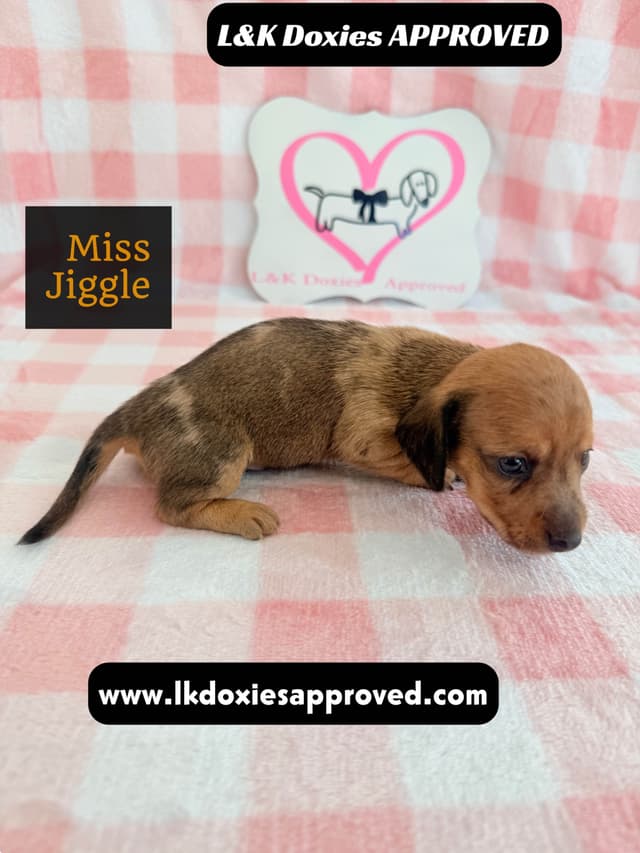 Mini Dachshund Puppies 795-821-1920 media 6