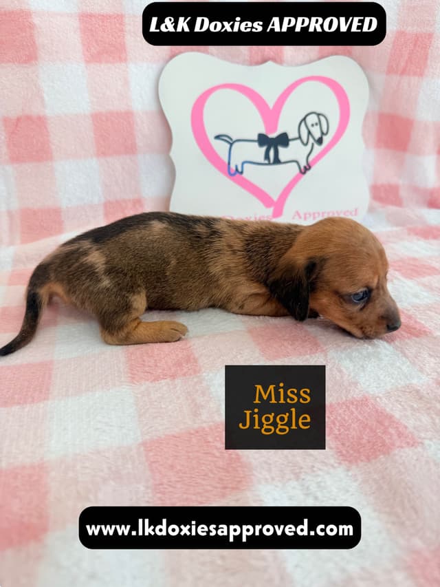 Mini Dachshund Puppies 795-821-1920 media 7