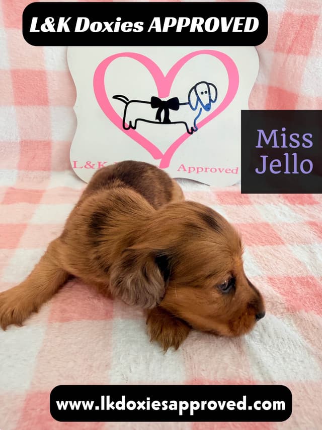 Mini Dachshund Puppies 795-821-1920 media 8