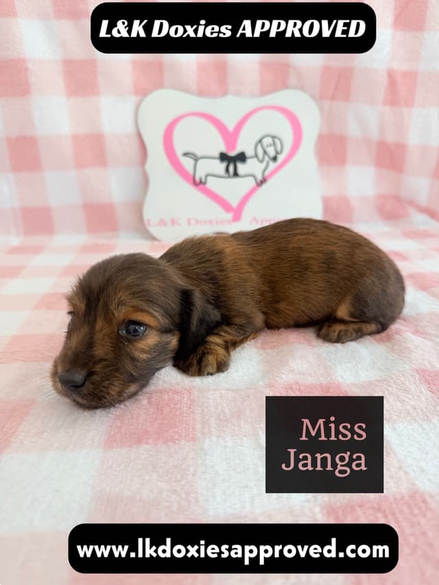 Mini Dachshund Puppies 795-821-1920 media 9