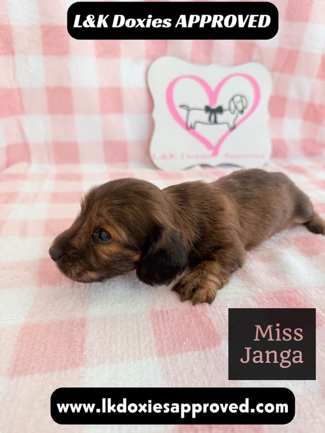 Mini Dachshund Puppies 795-821-1920 media 10