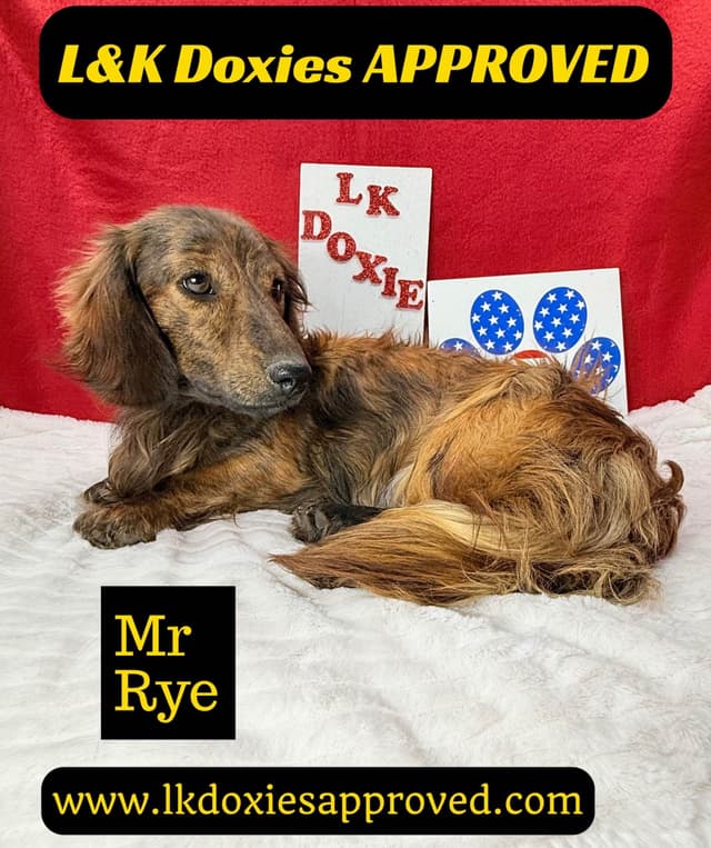 Mini Dachshund Puppies 795-821-1920 media 11