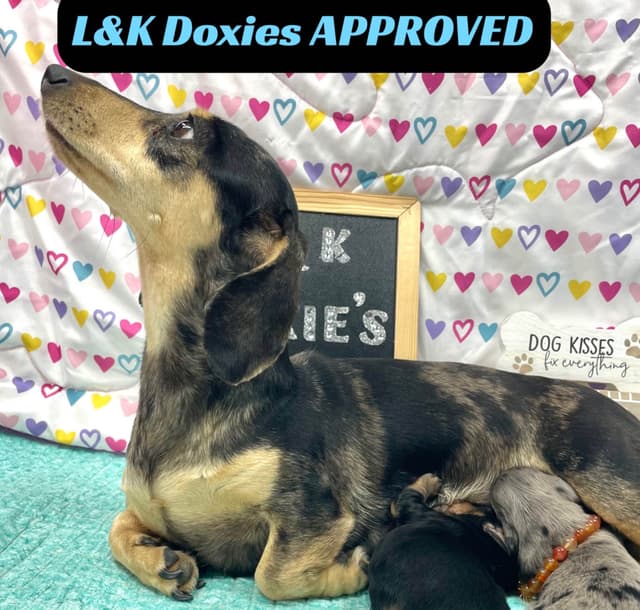 Mini Dachshund Puppies 795-821-1920 media 12