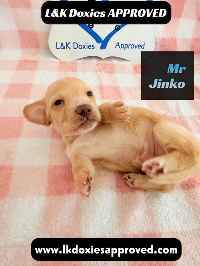 Mini Dachshund Puppies 795-821-1920 media 13