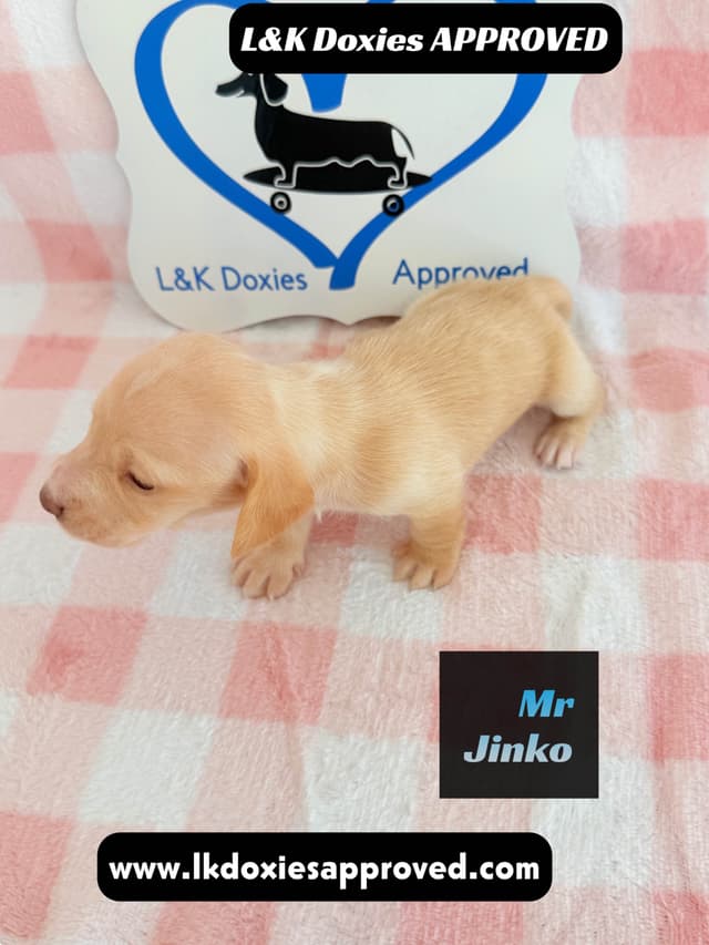 Mini Dachshund Puppies 795-821-1920 media 14