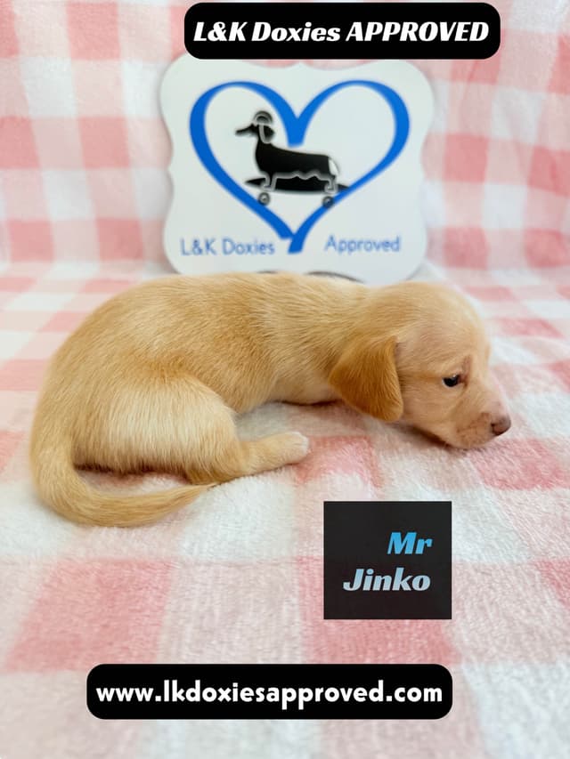 Mini Dachshund Puppies 795-821-1920 media 16