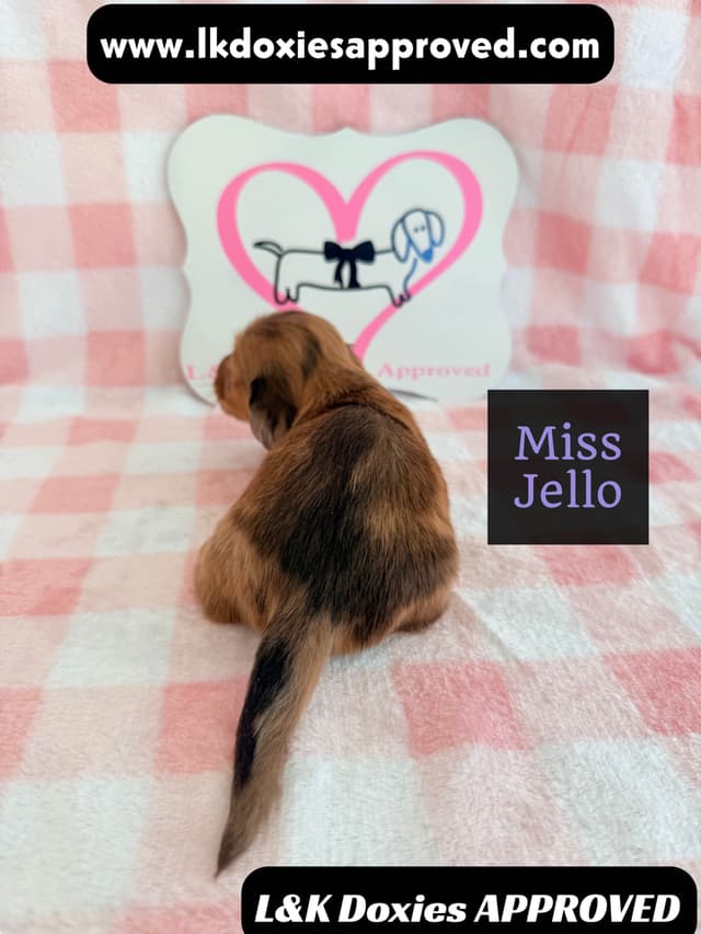 Mini Dachshund Puppies 795-821-1920 media 15