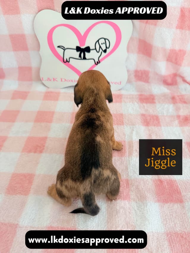 Mini Dachshund Puppies 795-821-1920 media 17
