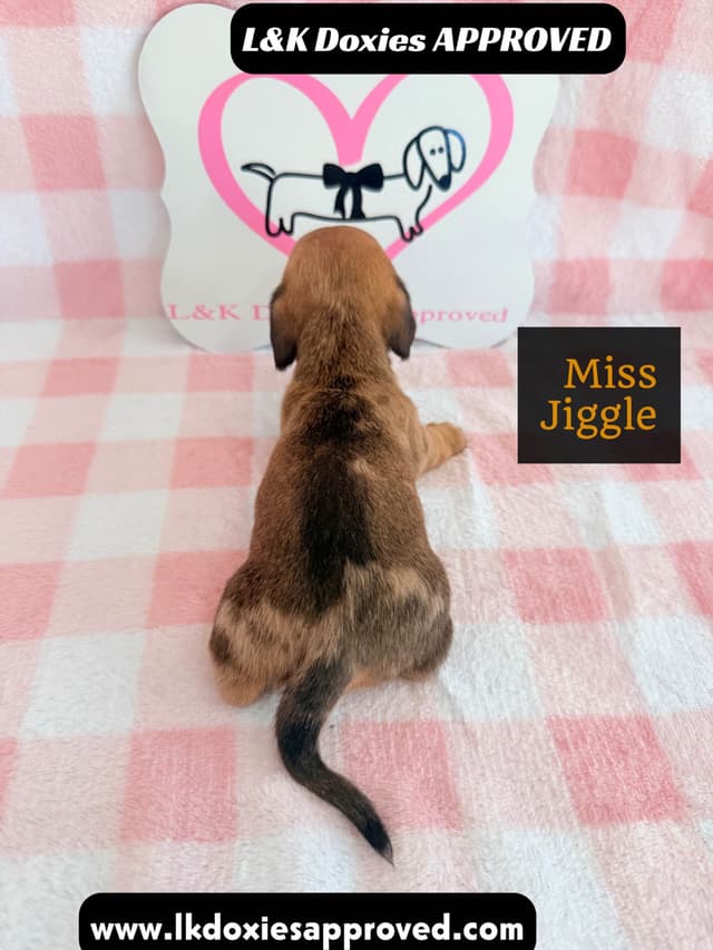 Mini Dachshund Puppies 795-821-1920 media 18