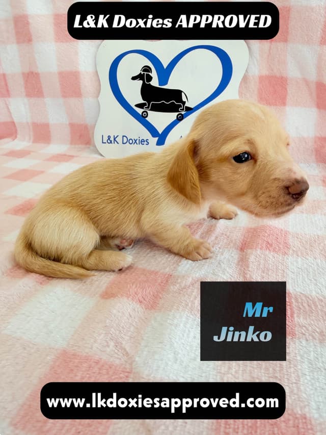 Mini Dachshund Puppies 795-821-1920 media 19