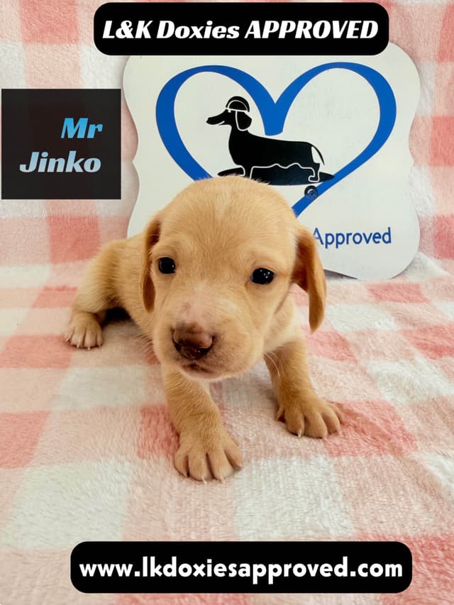Mini Dachshund Puppies 795-821-1920 media 20