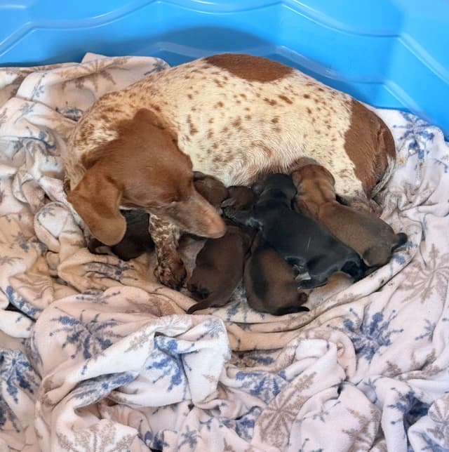 Mini Dachshund NON Dapple Litter  785-821-1920 media 3